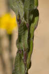 Maryland goldenaster